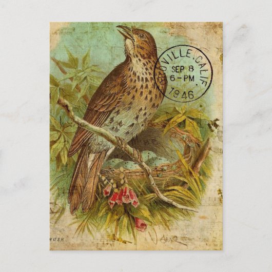 Vintag Thrush Bird Postkarte (Vorderseite)