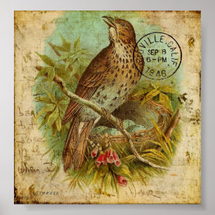 Vintag Thrush Poster