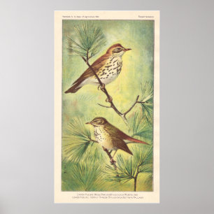 Vintag Thrush Poster