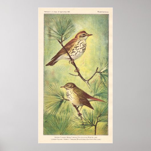 Vintag Thrush Poster (Vorne)