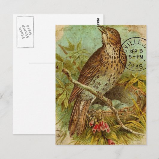 Vintag Thrush Postkarte (Vorne/Hinten)