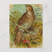 Vintag Thrush Postkarte (Vorderseite)