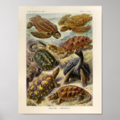 Vintag Turtles Color Ernst Haeckel Art Print Poster (Vorne)