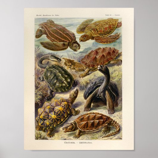 Vintag Turtles Color Ernst Haeckel Art Print Poster (Vorne)