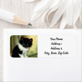 Vintag Tuxedo Kitten Illustration (Insitu)