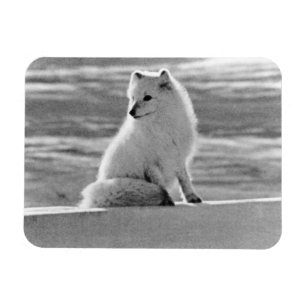 Vintag USA Alaska Arctic fox 1970 Magnet