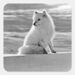 Vintag USA Alaska Arctic fox 1970 Quadratischer Aufkleber