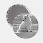 Vintag USA Alaska Arctic fox Magnet (Vorderseite/Rückseite)