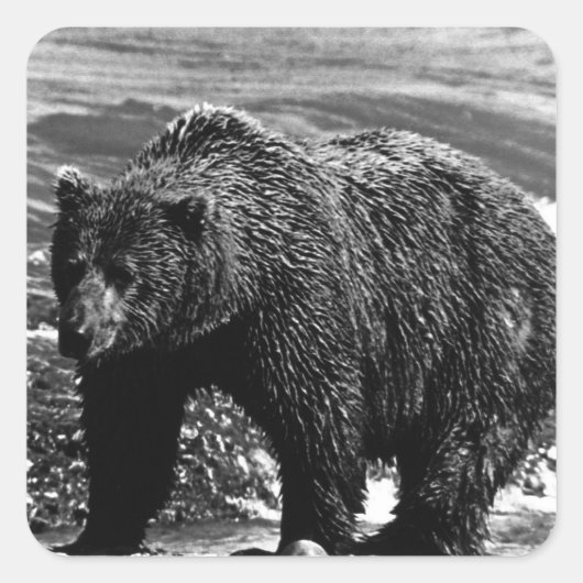 Vintag USA Alaska Braunbär 1970 Quadratischer Aufkleber (Vorderseite)