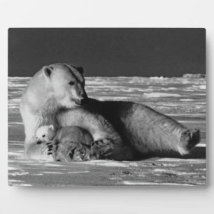 Vintag USA Alaska Mutterpolarbär 1970 Fotoplatte