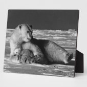 Vintag USA Alaska Mutterpolarbär 1970 Fotoplatte (Seite)