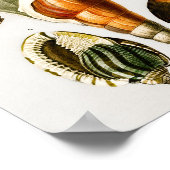 Vintag Verschiedene Arten von Weichtieren Muscheln Poster (Ecke)