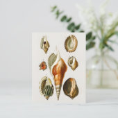 Vintag Verschiedene Arten von Weichtieren Muscheln Postkarte (Stehend Vorderseite)