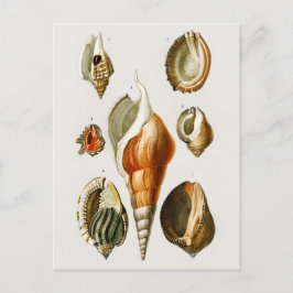 Vintag Verschiedene Arten von Weichtieren Muscheln Postkarte