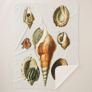 Vintag Verschiedene Arten von Weichtieren Muscheln Sherpadecke