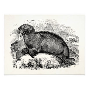 Vintag Walrus 1800s Walruses Illustration Fotodruck