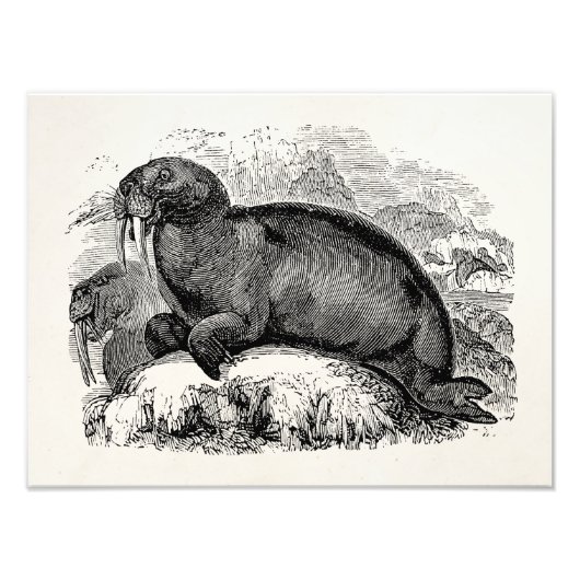 Vintag Walrus 1800s Walruses Illustration Fotodruck (Vorne)