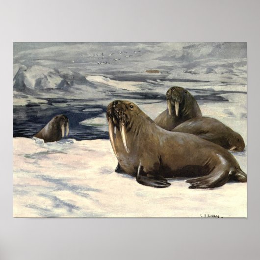 Vintag Walruses von CE Swan Poster (Vorne)