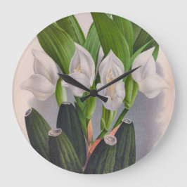 Vintag White Orchid Anguloa Uniflora Lindenia Große Wanduhr