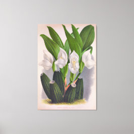Vintag White Orchid Anguloa Uniflora Lindenia Leinwanddruck