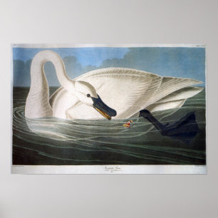 Vintag Wild White Trumpeter Swan Poster