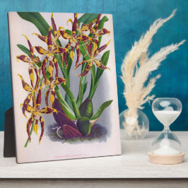 Vintag Wine & Gelb Orchid Odontoglossum Cuspida Fotoplatte