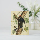 Vintag Woodpecker Bird Postkarte (Stehend Vorderseite)