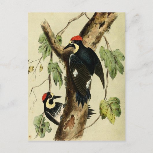 Vintag Woodpecker Bird Postkarte (Vorderseite)