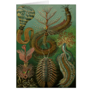 Vintag Worms Annelids Chaetopoda von Ernst Haeckel