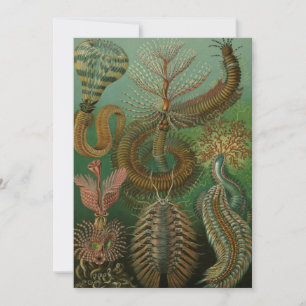 Vintag Worms Annelids Chaetopoda von Ernst Haeckel Einladung