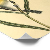 Vintag Yellow Warbler Bird Poster (Ecke)