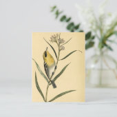 Vintag Yellow Warbler Bird Postkarte (Stehend Vorderseite)