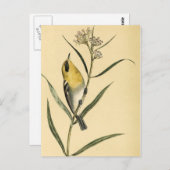 Vintag Yellow Warbler Bird Postkarte (Vorne/Hinten)