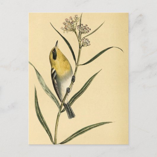 Vintag Yellow Warbler Bird Postkarte (Vorderseite)