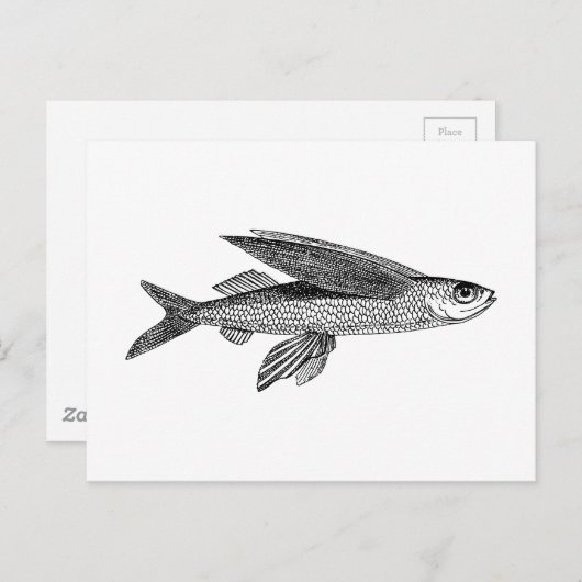 Vintag zeichnend Fische Postkarte (Vorne/Hinten)
