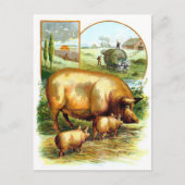 Vintag Zeichnend: Mutterschwein mit Ferkeln Postkarte (Vorderseite)