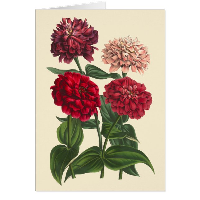 Vintag Zinnias von Louis Benoit van Houtte (Vorne)