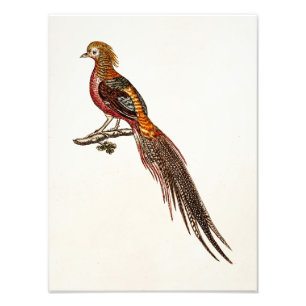 Vintage 1700s Fasan-Spiel-Vögel - Fasan-Vogel Fotodruck