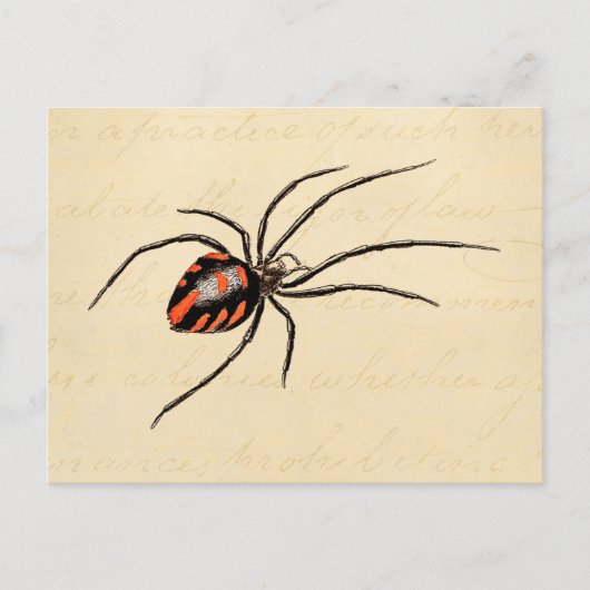 Vintage 1800er-Black Red Spider Template Spiders Postkarte (Vorderseite)