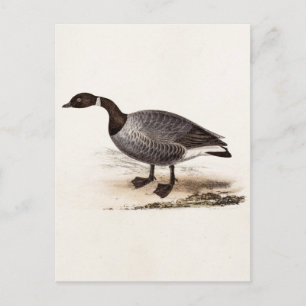 Vintage 1800er Brent Goose - Retro Gänse Vorlage Postkarte