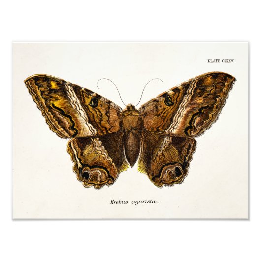 Vintage 1800er Brown Fuzzy Moth Template Butterfly Fotodruck (Vorne)