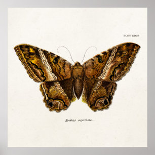Vintage 1800er Brown Fuzzy Moth Template Butterfly Poster