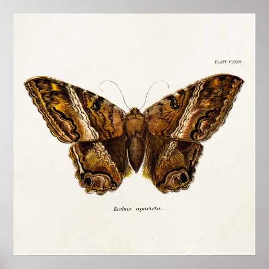Vintage 1800er Brown Fuzzy Moth Template Butterfly Poster (Vorne)