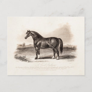 Vintage 1800er Cart Stallion Horse Illustration Postkarte