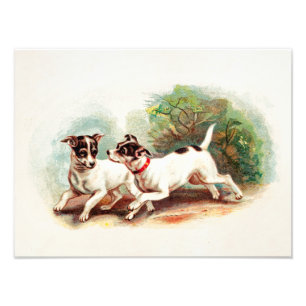 Vintage 1800er Fox Terrier Hunde - Terriers Vorlag Fotodruck