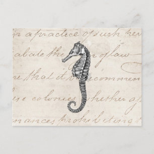 Vintage 1800er Hawaiianische Pferdedarstellung Postkarte