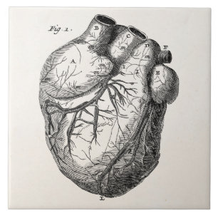 Vintage 1800er Herz Retro Herz Anatomie Herzen Fliese