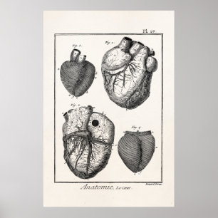 Vintage 1800er Herz Retro Herz Anatomie Herzen Poster