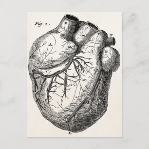 Vintage 1800er Herz Retro Herz Anatomie Herzen Postkarte