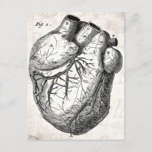 Vintage 1800er Herz Retro Herz Anatomie Herzen Postkarte